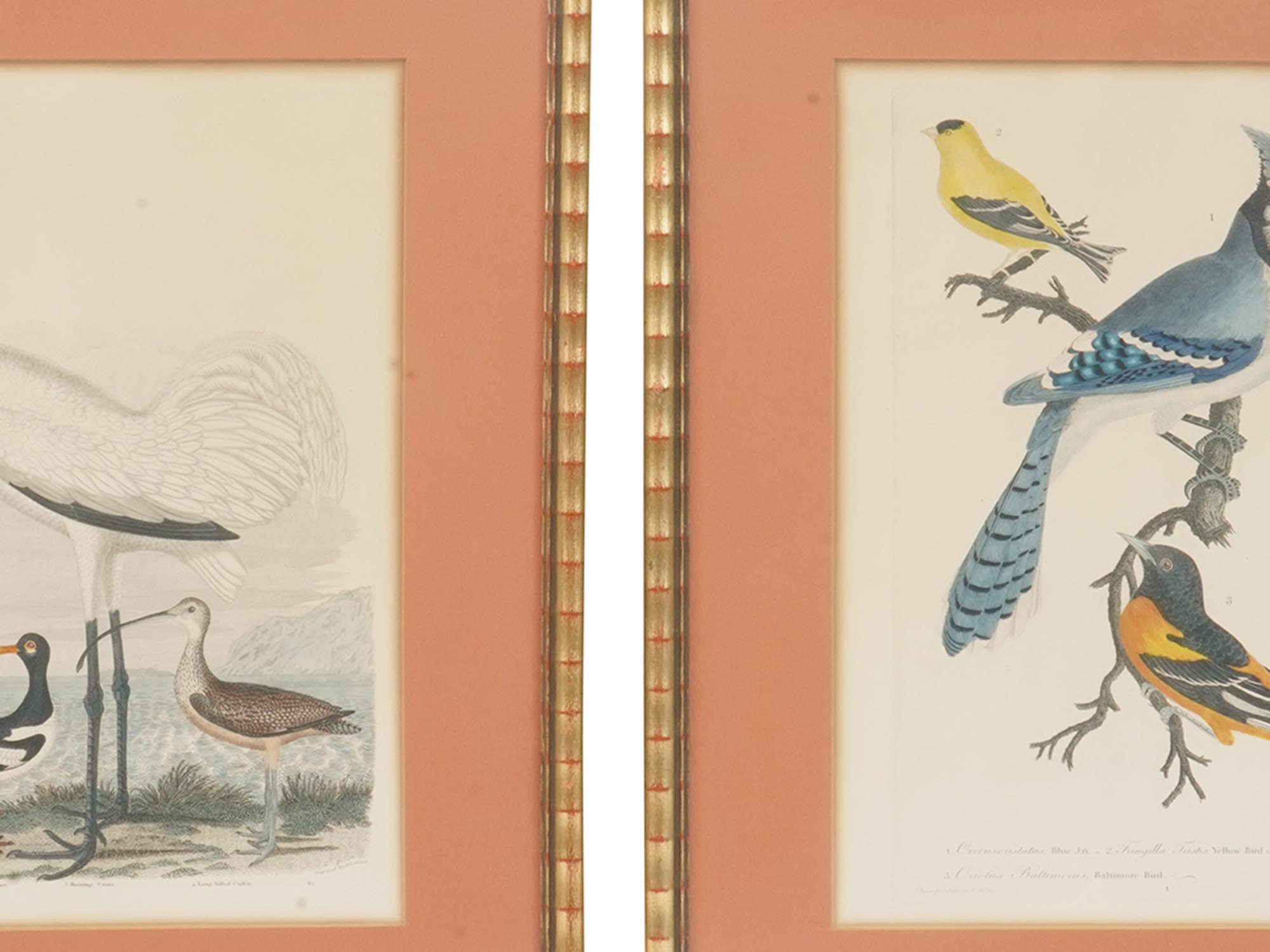 TWO COLOR LITHOGRAPHS BIRDS BY ALEXANDER LAWSON PIC-9